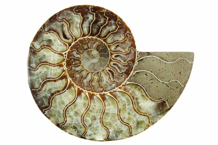 Cut & Polished Ammonite Fossil (Half) - Madagascar #347538